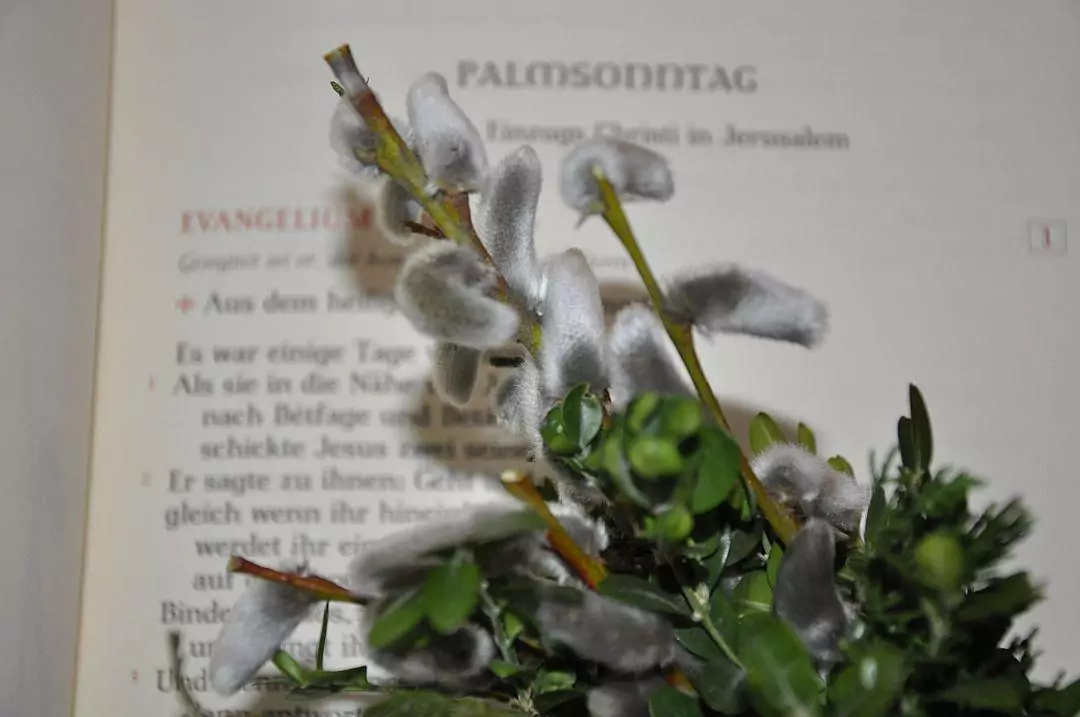 Symbolbild Palmsonntag von _christine_limmer_pfarrbriefservice