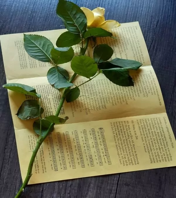 Rosen nach Maian­dacht verteilt