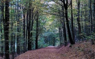 Schwei­getag im  Mutter­haus der Fran­zis­ka­ne­rinnen, Olpe