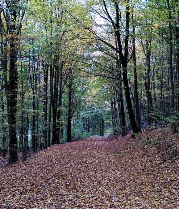 Schwei­getag im  Mutter­haus der Fran­zis­ka­ne­rinnen, Olpe