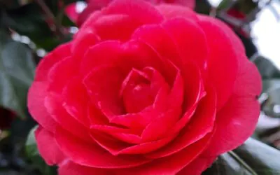 Gedanken zum Tag – 25. August 2024 – 21. Sonntag im Jahreskreis