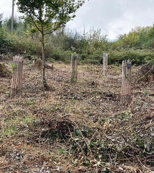 Täuf­lings­bäum­chen im Hünkeshohl