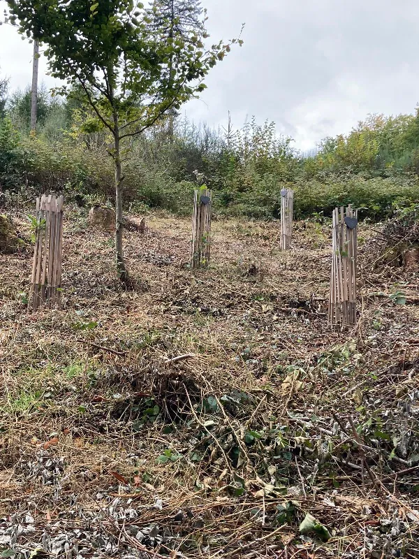 1000046194 Täuflingsbäumchen Hünkeshohl