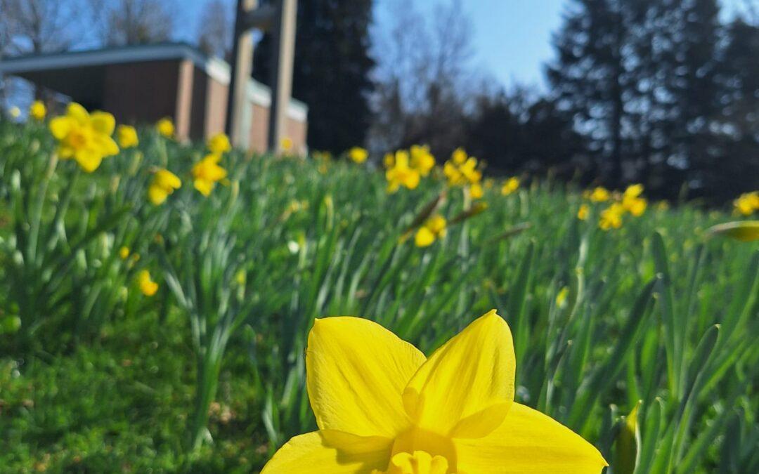 Oster­glo­cken­blü­ten­party am und im Mutterhaus